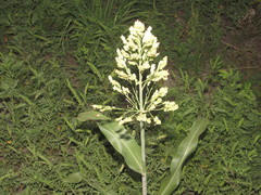 Sorghum × drummondii