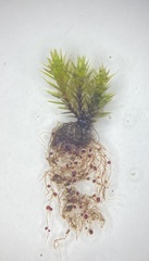 Imbribryum subapiculatum