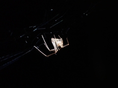 Chrysso lingchuanensis