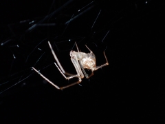 Chrysso lingchuanensis