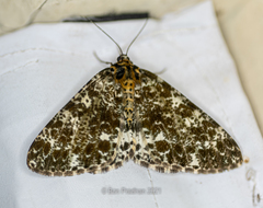 Arichanna albivertex