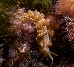 Spurilla neapolitana