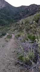 Malacothamnus davidsonii