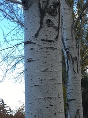 Magnoliopsida
