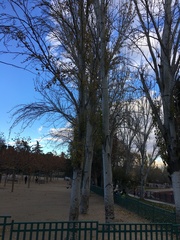 Magnoliopsida