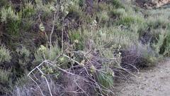 Malacothamnus davidsonii