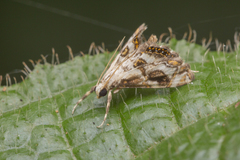 Paracataclysta fuscalis
