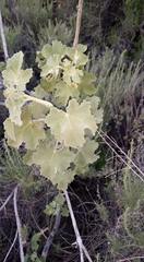 Malacothamnus davidsonii