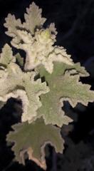 Malacothamnus davidsonii