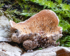 Steccherinum bourdotii