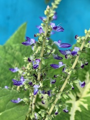 Ocimum campechianum