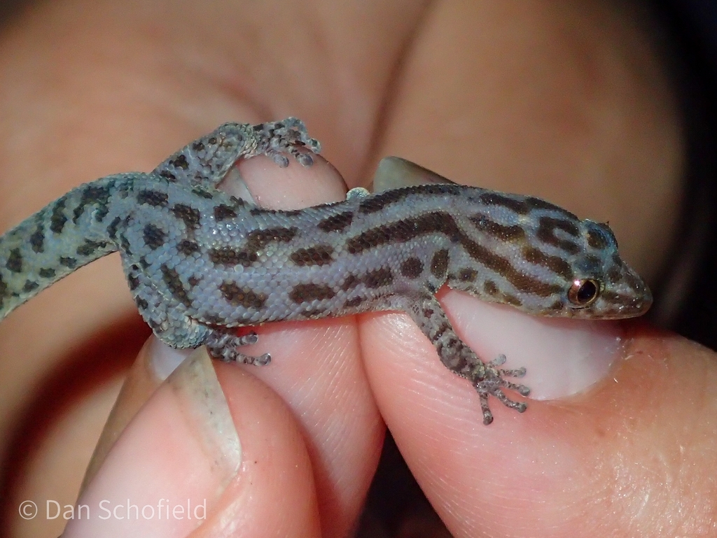 Island Least Gecko