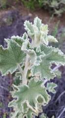 Malacothamnus davidsonii