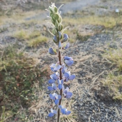 Lupinus