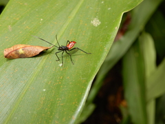 Paradasynus spinosus