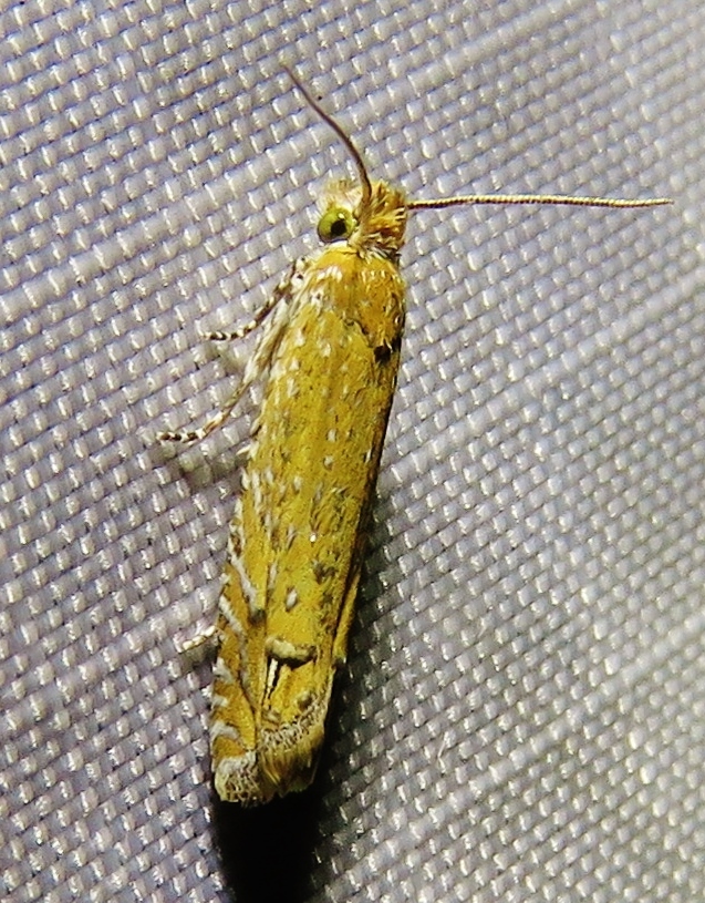 Pelochrista albiguttana