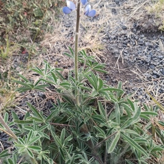 Lupinus
