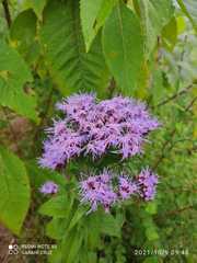 Chromolaena pulchella