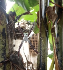 Argiope appensa