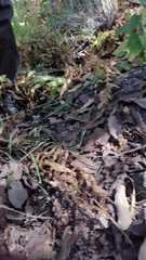 Thamnophis pulchrilatus