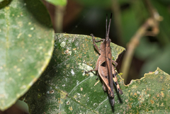 Xiphiola cyanoptera