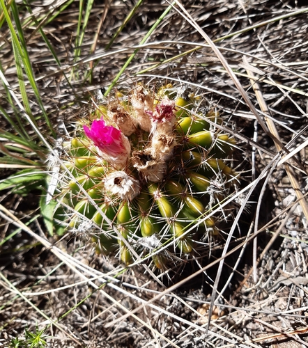 Parodia herteri