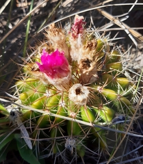 Parodia herteri