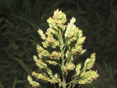 Sorghum × drummondii