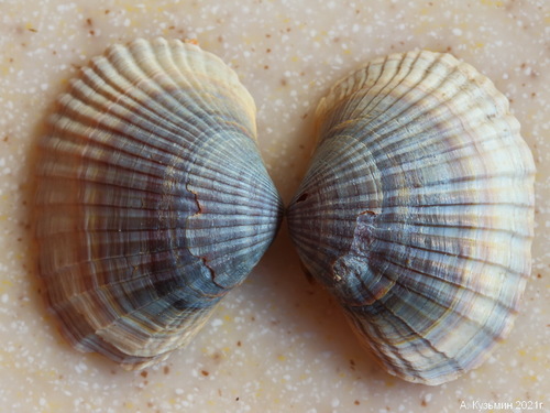 Monodacna colorata (Eichwald, 1829)