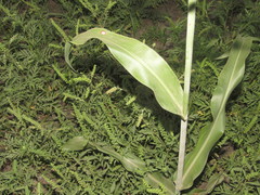 Sorghum × drummondii