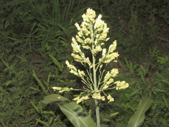 Sorghum × drummondii