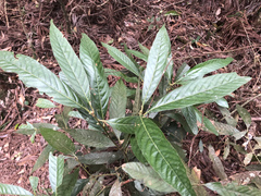 Lithocarpus amygdalifolius