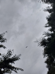 Streptoprocne zonaris