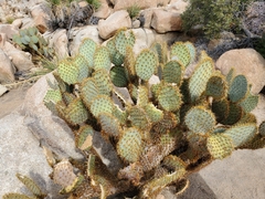 Opuntia chlorotica
