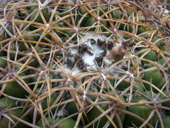 Coryphantha elephantidens