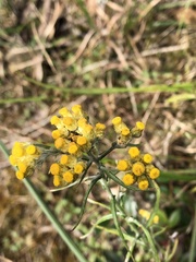 Pseudognaphalium hypoleucum
