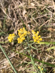 Pseudognaphalium hypoleucum
