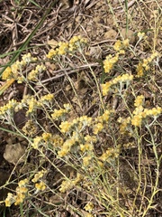 Pseudognaphalium hypoleucum