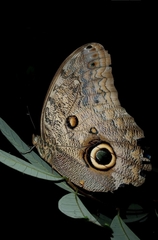 Caligo brasiliensis