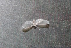 Dysimia pseudomaculata