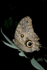 Caligo brasiliensis