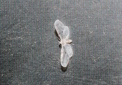 Dysimia pseudomaculata