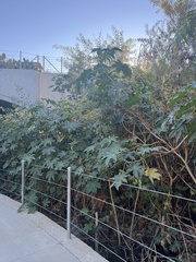 Malva assurgentiflora