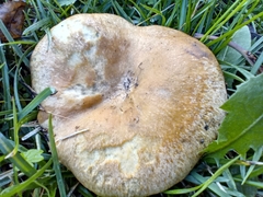 Paxillus involutus