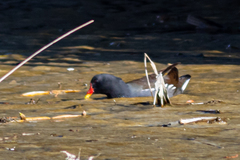 Gallinula chloropus