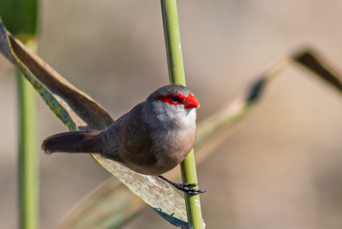 Common Waxbill