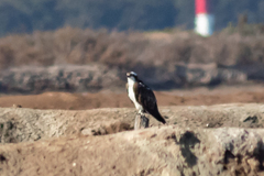 Pandion haliaetus