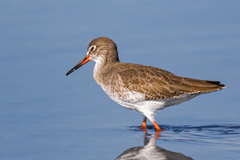 Tringa totanus