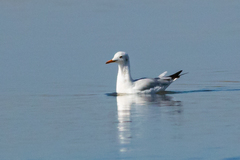 Chroicocephalus genei