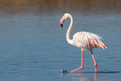 Phoenicopterus roseus